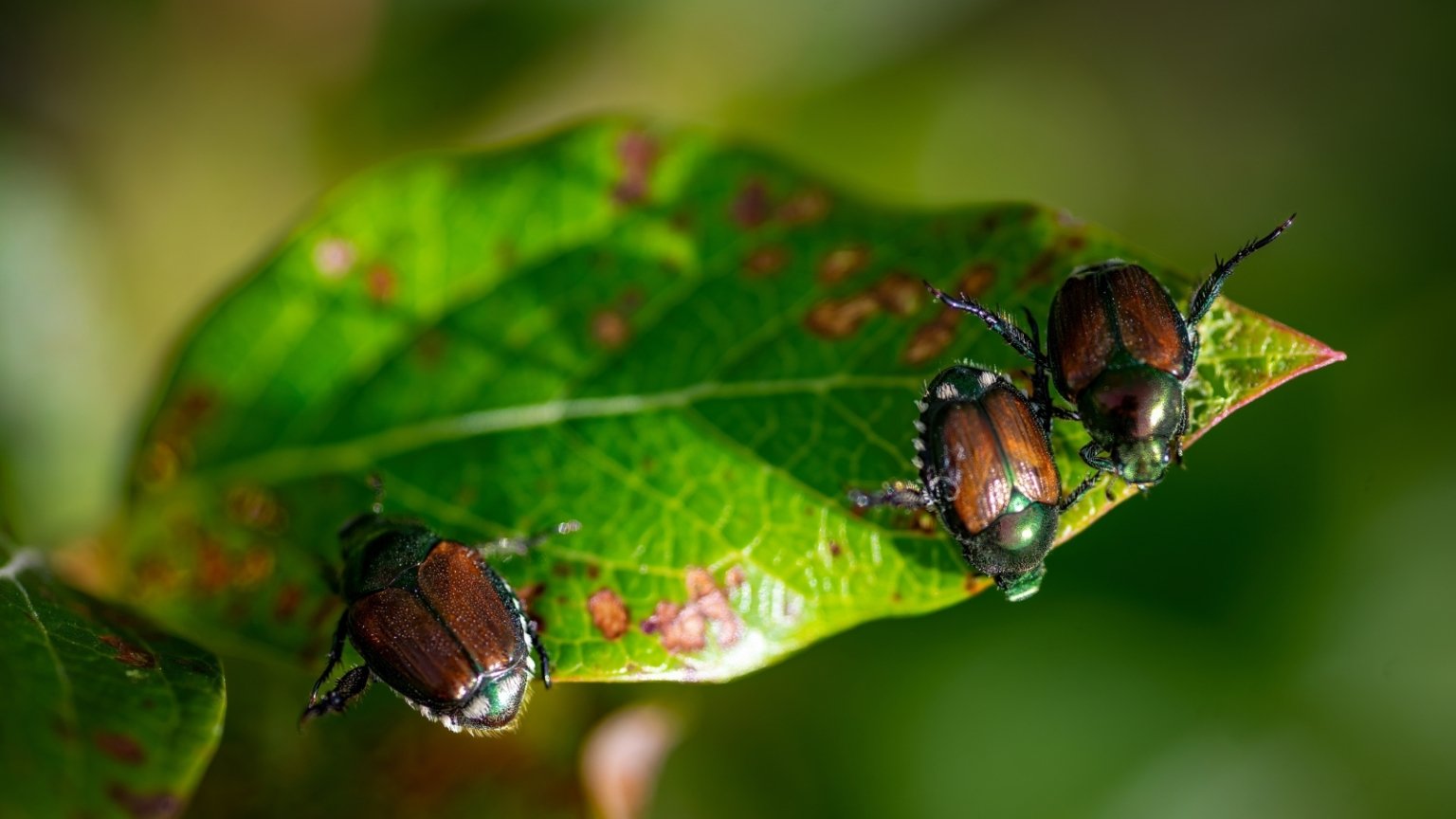 How to Plant Grow and Care for #39 Pink Lemonade #39 Blueberries