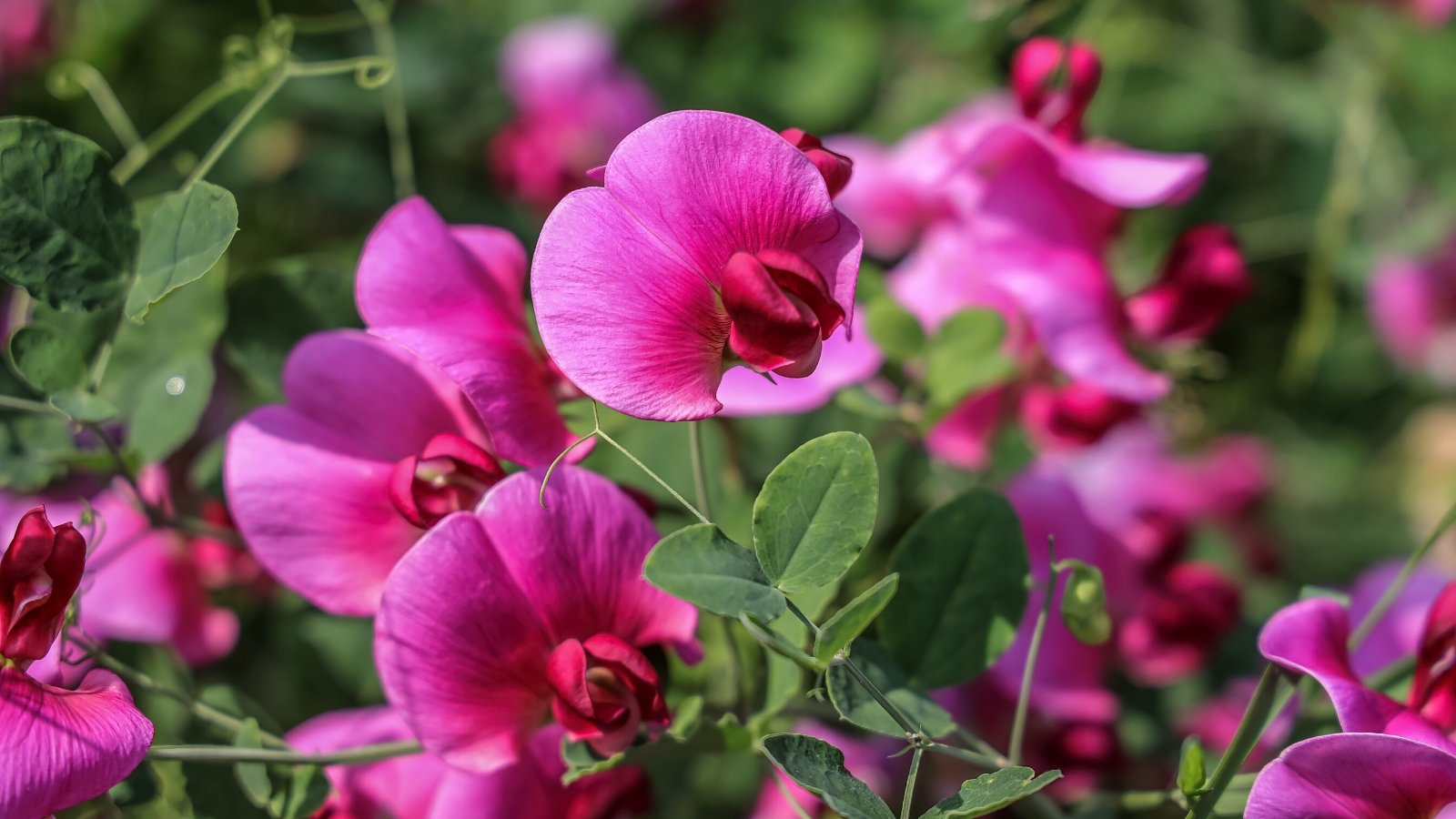 Close-up of a flowering Lathyrus odoratus plant against a blurred background. Lathyrus odoratus, commonly known as sweet pea, is characterized by its delicate, vining stems adorned with pairs of glossy, lance-shaped leaves arranged alternately along the tendrils. The plant produces clusters of fragrant, butterfly-shaped flowers in a myriad of captivating colors, including shades of pink.