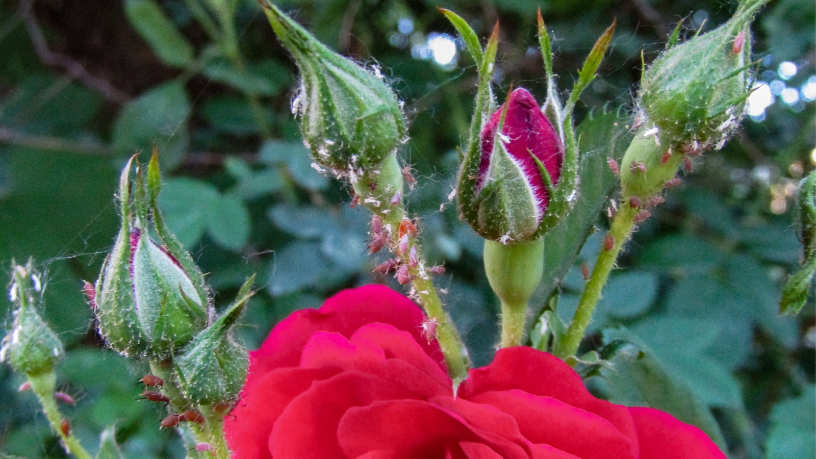 A close-up of climbing rose buds adorned with leafy pink aphids, highlighting a delicate ecosystem. Intriguingly, webs suggest a possible infestation by spider mites, intertwining with the natural beauty. Adjacent, a red rose blooms amidst a backdrop of blurred foliage.