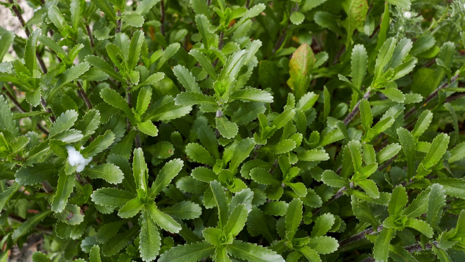 Top view of young Leucanthemum vulgare plants without flower buds. Leucanthemum vulgare leaves are lance-shaped with serrated edges, forming a dense basal rosette at the plant's base. They exhibit a vibrant green coloration and a slightly fuzzy texture.