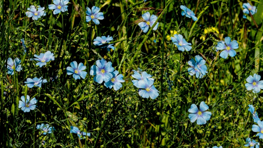 Native Spring Flowers 21 Native Plants to Sow in Spring