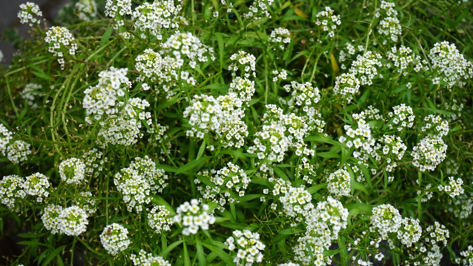 Close-up of Lobularia maritima, commonly known as Sweet Alyssum, flowering plants in a sunny garden. Sweet Alyssum is characterized by its low-growing, spreading habit and dense clusters of small, fragrant flowers. The leaves are narrow, lance-shaped, and densely packed along trailing stems, creating a dense carpet of foliage. The flowers are small, four-petaled, and come in white color.