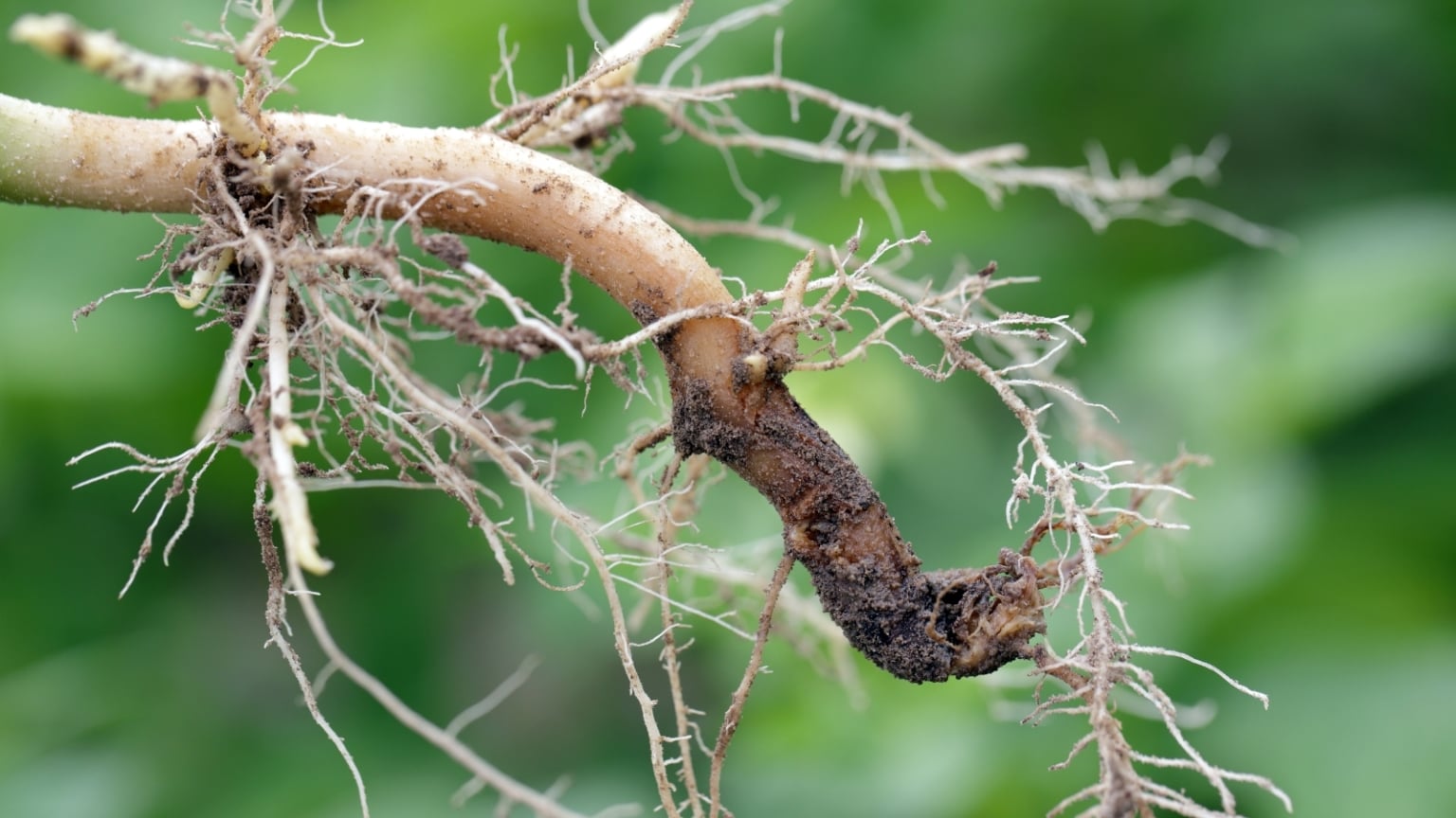 How to Plant, Grow, and Care for Dioscorea Japonica