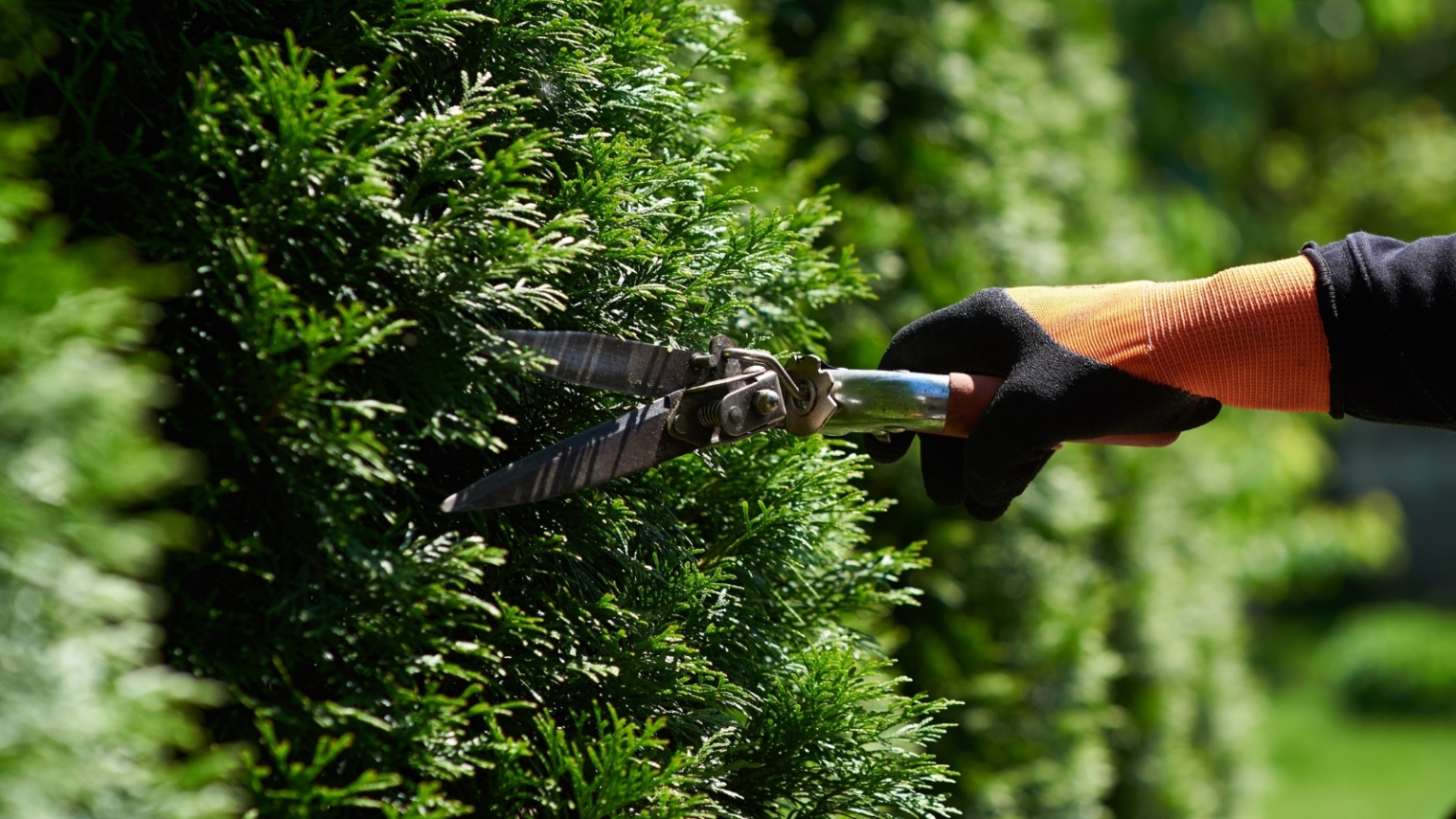 Great Description About Trimming Emerald Green Arborvitae