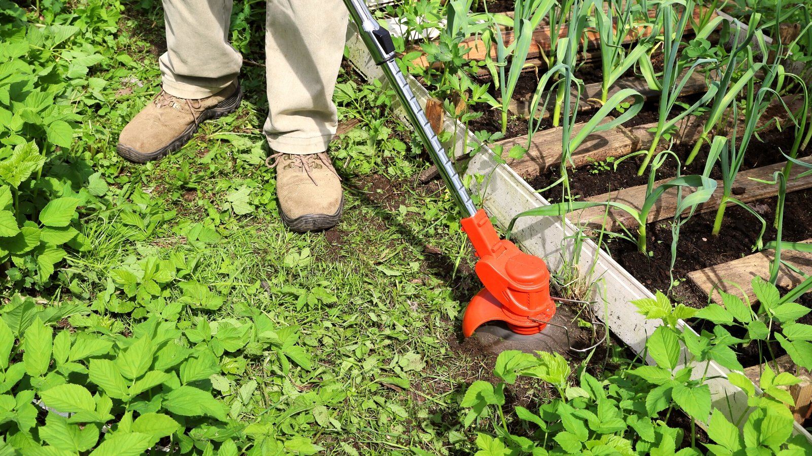 Close-up of a male gardener trimming a vegetable garden using an electric trimmer in a sunny garden. There is a raised bed with onion plants nearby. The gardener is wearing light beige pants and brown sneakers.