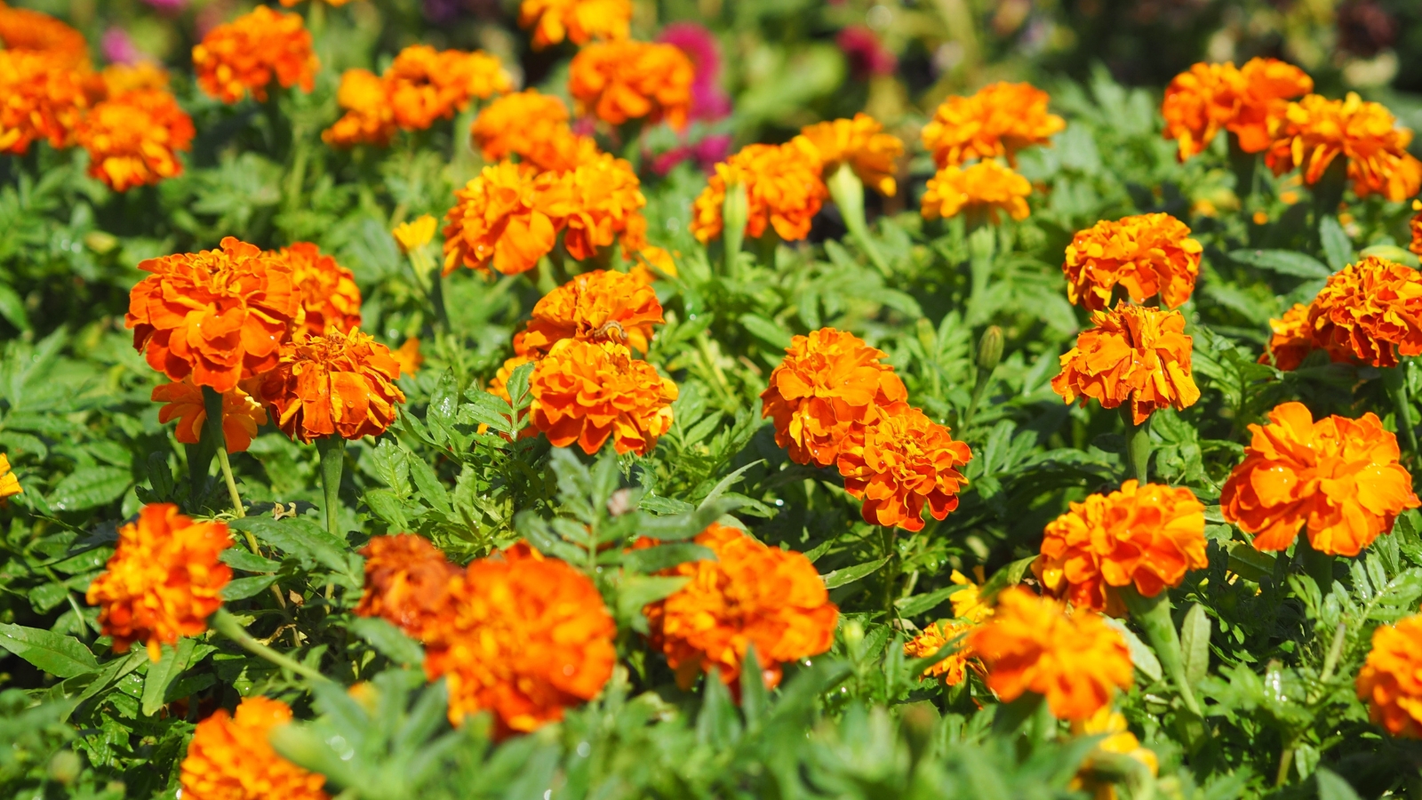 Close-up of blooming marigolds in a sunny garden. Marigolds are vibrant and cheerful annual flowers. The foliage consists of finely divided, fern-like leaves with a rich green hue. Rising above this foliage are clusters of daisy-like flowers with bold, rounded petals in shades of orange.