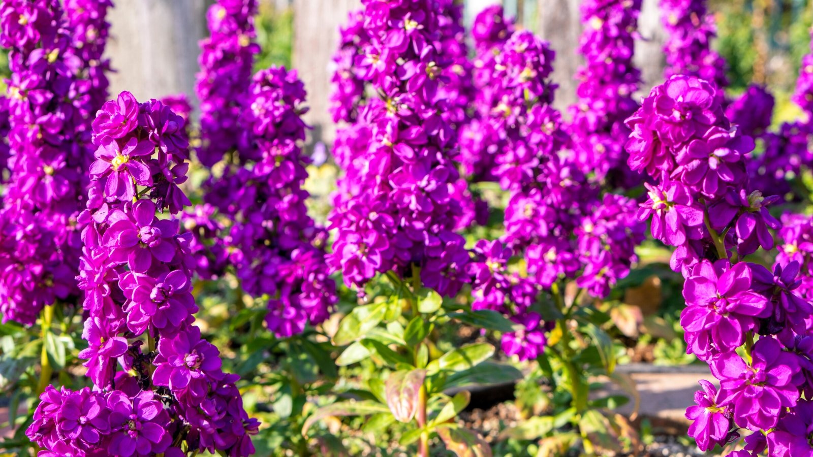 Close-up of blooming Matthiola incana, commonly known as Stock, in a sunny garden. The plant features lance-shaped, gray-green leaves that form a lush backdrop for the blooms. Rising above the foliage on sturdy stems, the flowers showcase bright purple double flowers with a contrasting eye.