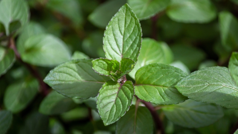 Watermint 37 Perennial Herbs: Plant Them Once and Harvest Forever