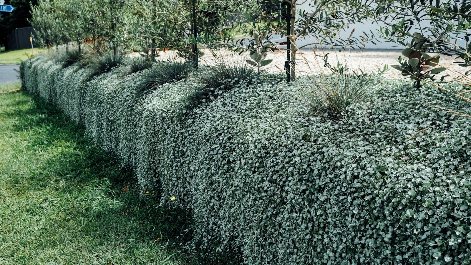 'Silver Falls' plant trailing along a border, its delicate silver leaves cascading gracefully. Above the border, slender young trees stand in neat rows, their foliage casting dappled shadows on the ground below.