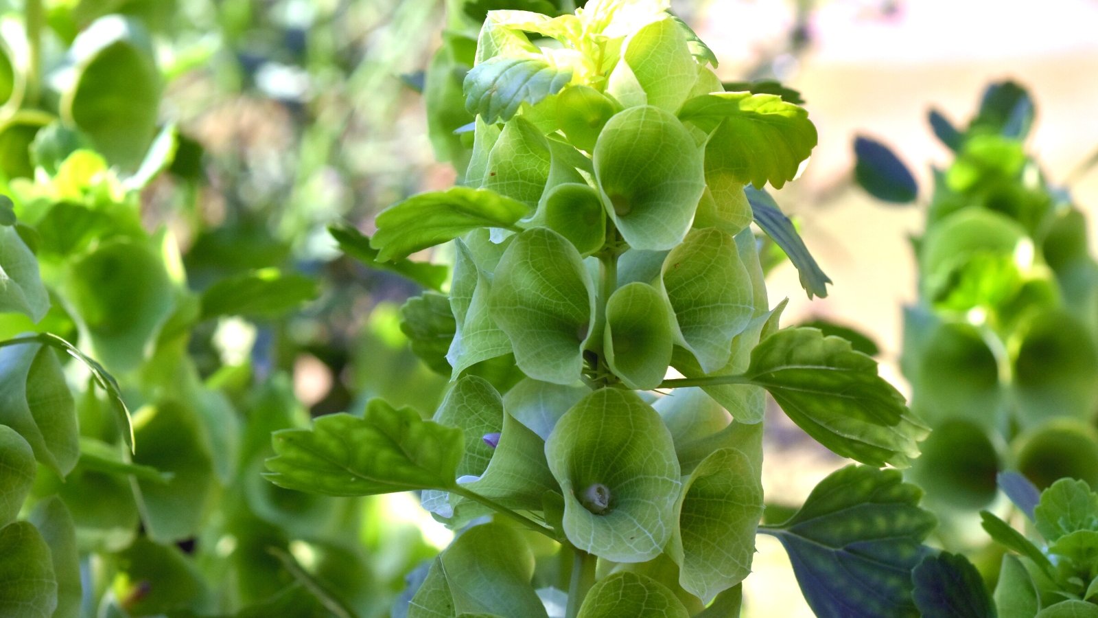 Close-up of a flowering plant, Moluccella laevis, commonly known as Bells of Ireland, in a sunny garden against a blurred background. Bells of Ireland is characterized by its tall, erect stems adorned with multiple tiers of deeply lobed, toothed leaves arranged in a whorl-like fashion along the length. Rising above the foliage are clusters of small, bell-shaped flowers clustered in spikes, nestled amidst the leafy bracts. The flowers are a pale green color and have a distinctive cup-like appearance.