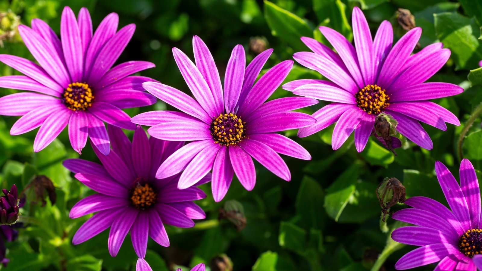 Close-up of flowering Osteospermum plants, commonly known as African daisy or Cape daisy, in a sunny garden against a blurred background of green foliage. The plant features lance-shaped, slightly succulent leaves that form a dense backdrop for the blooms. Rising above the foliage on slender stems, the flowers showcase vibrant hues of purple, pink with contrasting centers. These flowers have a distinctive daisy-like form with overlapping petals and a contrasting eye.