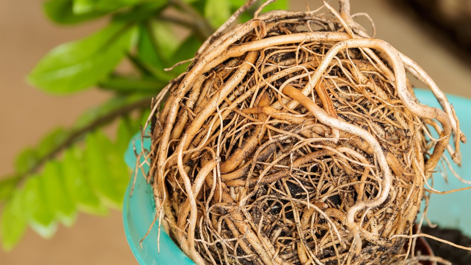 A close-up of tangled, overgrown roots, their intricate patterns twisting and turning. In the blurred background, a blue pot peeks through, surrounded by lush green leaves, adding a vibrant contrast to the earthy tones.