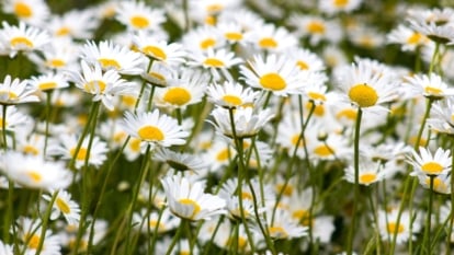 Close-up of blooming Oxeye daisies in the garden. Oxeye daisies are charming wildflowers with a classic, daisy-like appearance. Their flowers boast white petals surrounding a sunny yellow center.