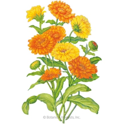 Pacific Beauty Blend Calendula Seeds
