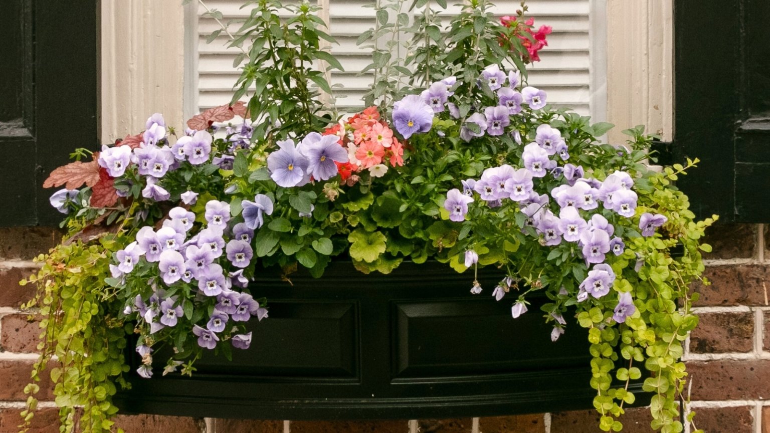 15 Stunning Window Box Flower Ideas