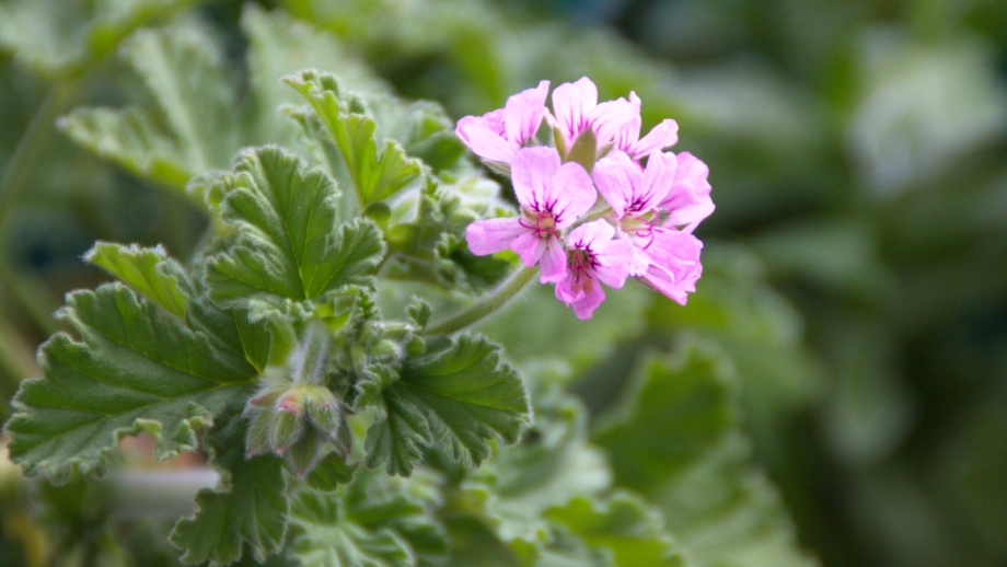 How to Plant, Grow, and Care for Scented-Leaved Geraniums