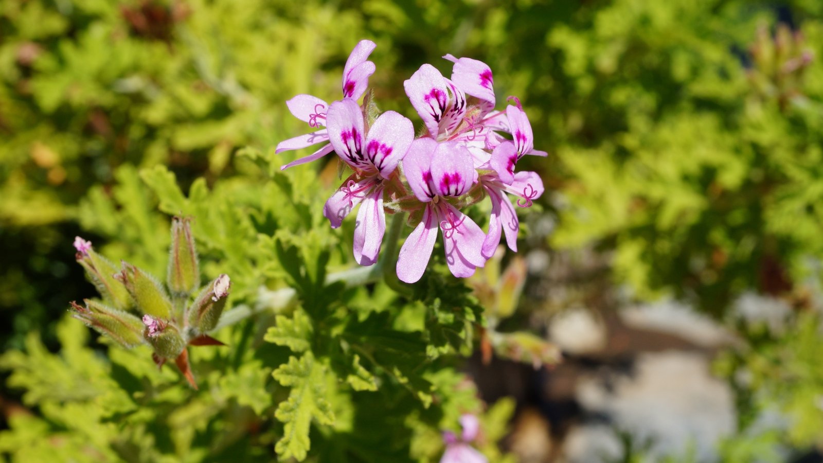 Close-up of a flowering Pelargonium citronellum 'Mabel Gray' plant in a sunny garden. Pelargonium citronellum boasts intricately shaped leaves characterized by deep lobes and serrated edges, creating a visually appealing texture. The flowers are clusters of small, delicate blooms, each with five petals arranged symmetrically around a central point. These blossoms feature a pale pink coloration with purple veins and deep pink markings on the petals.