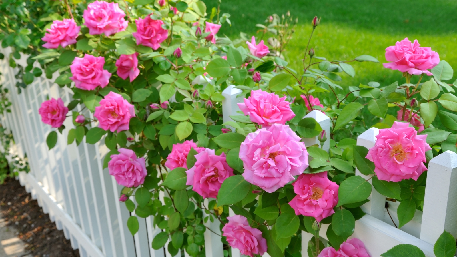 A vibrant pink rose bush thrives against a pristine white fence, its delicate petals gracefully unfurling under the sunlight. In the background lies a meticulously groomed expanse of grass, a verdant carpet extending into the distance.