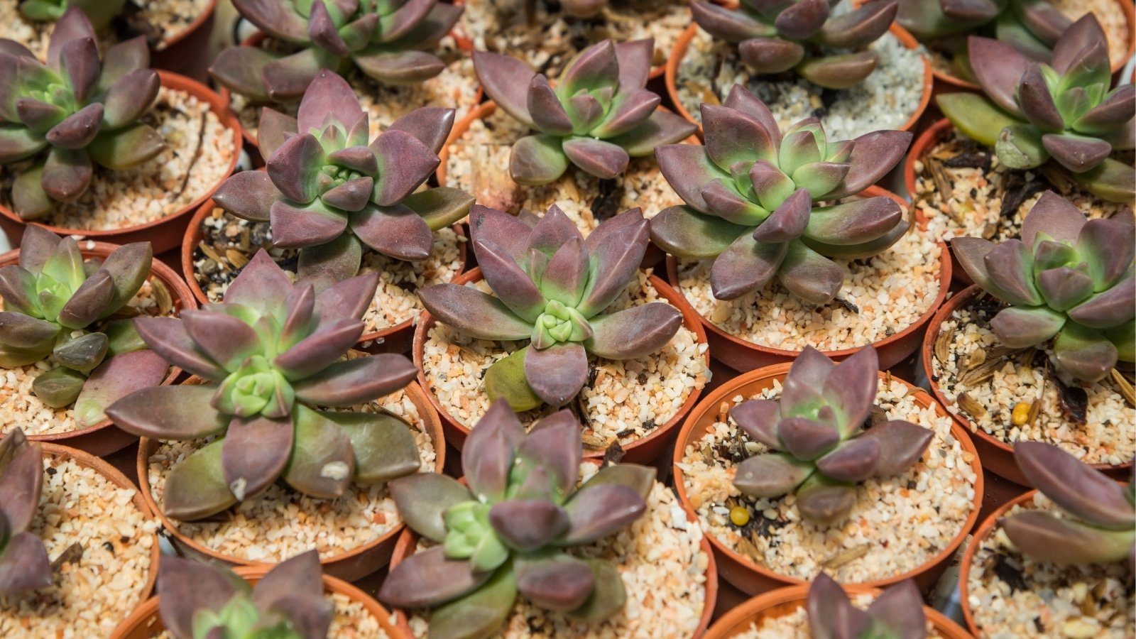 Row of small orange planters filled with small rocky soil and small plants with thick greenish-purple, plump leaves growing in a rosette formation.