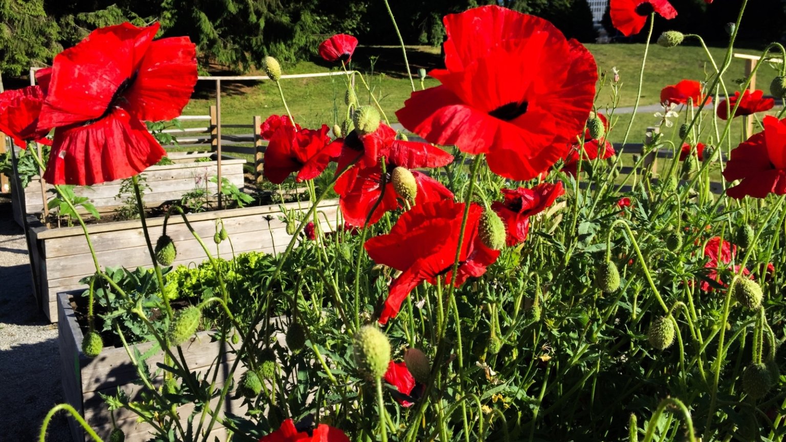 21 Vegetables and Flowers to Direct Sow in Raised Beds