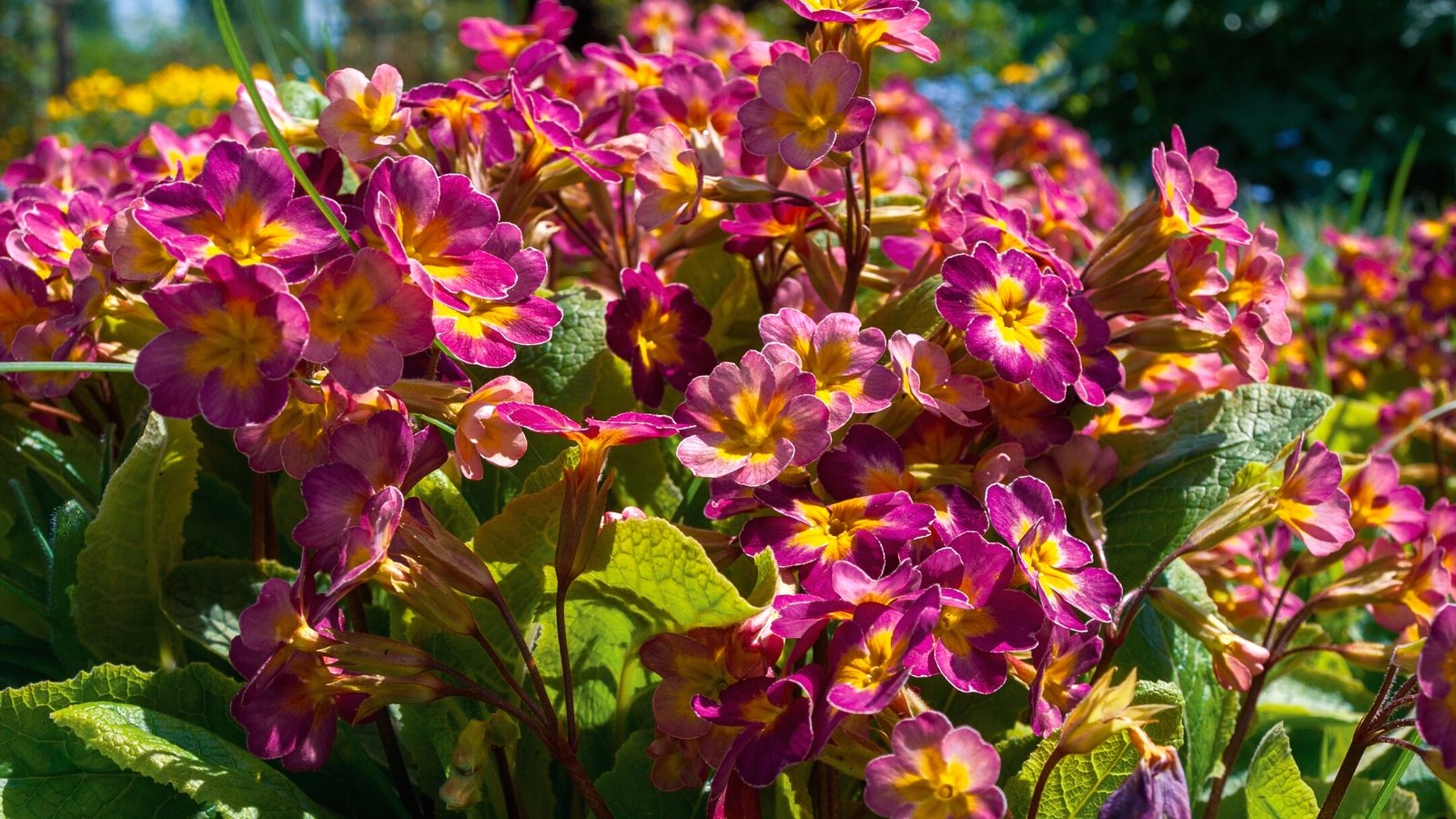 Close-up of blooming Primula in a sunny garden. Primula, commonly known as Primrose, presents a charming appearance with its low-growing rosettes of lance-shaped leaves, with a slightly wrinkled or crinkled texture. Rising above the foliage on slender stalks, the Primula produces clusters of small, five-petaled pink flowers with contrasting orange centers.
