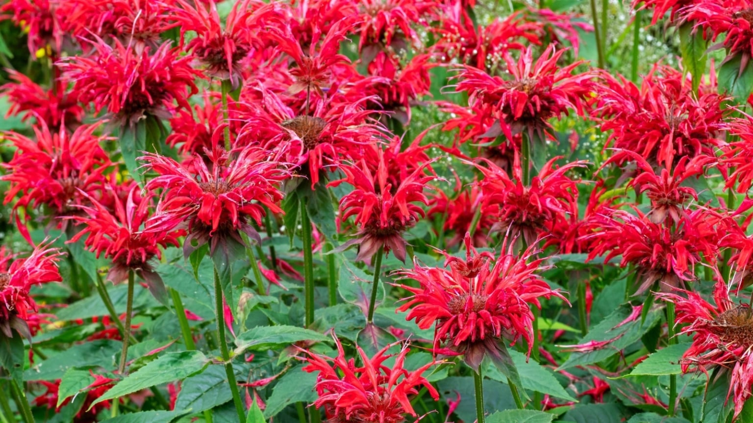 17 Best Bee Balm Varieties For The Home Garden