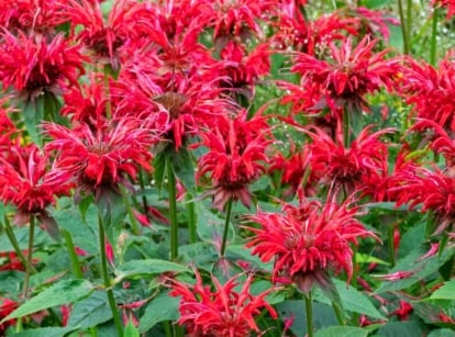 A close-up reveals the vibrant, velvety petals of Panorama Red Bee Balm, bursting with crimson hues and delicate texture. The flowers boast intricate layers and intricate patterns, inviting pollinators with their sweet nectar. Surrounding them are lush green leaves, providing a verdant backdrop to their radiant blooms.