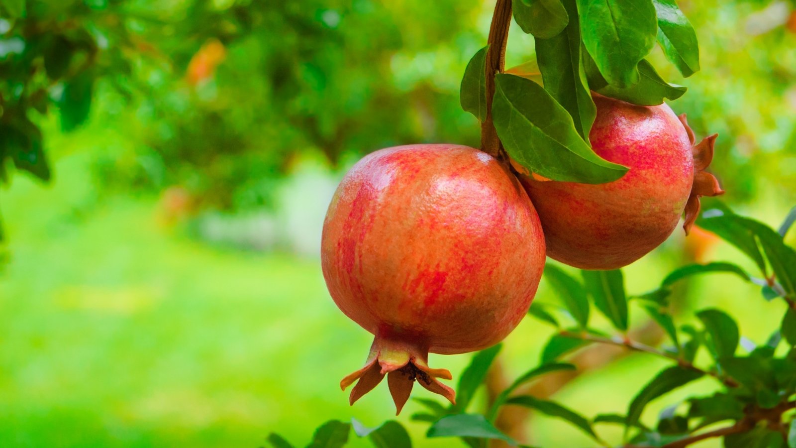 A close-up of two 'Texas Pink' pomegranates hanging from branches, with vibrant green leaves surrounding them in a well lit area outdoors