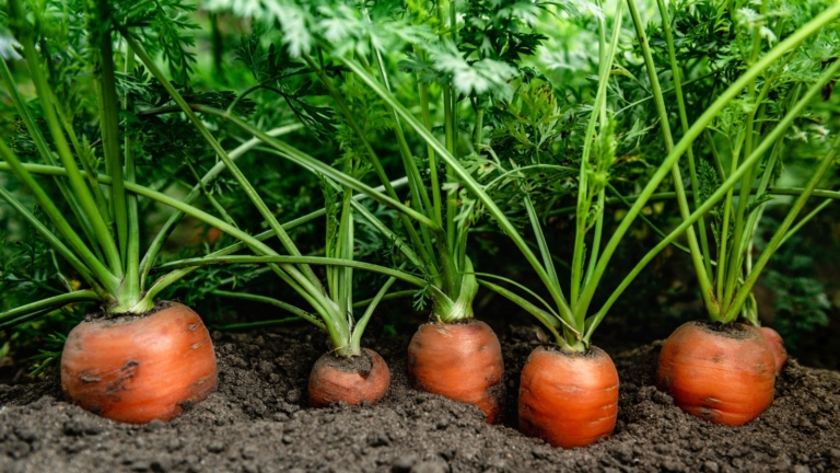 13 Tricks for Amazing Carrots this Season