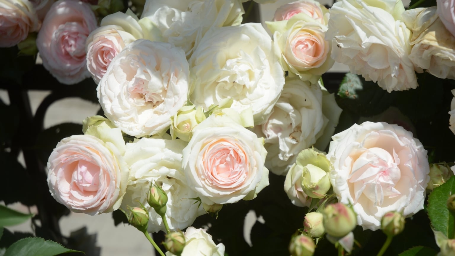19 Gorgeous Garden Roses to Plant This Mother’s Day