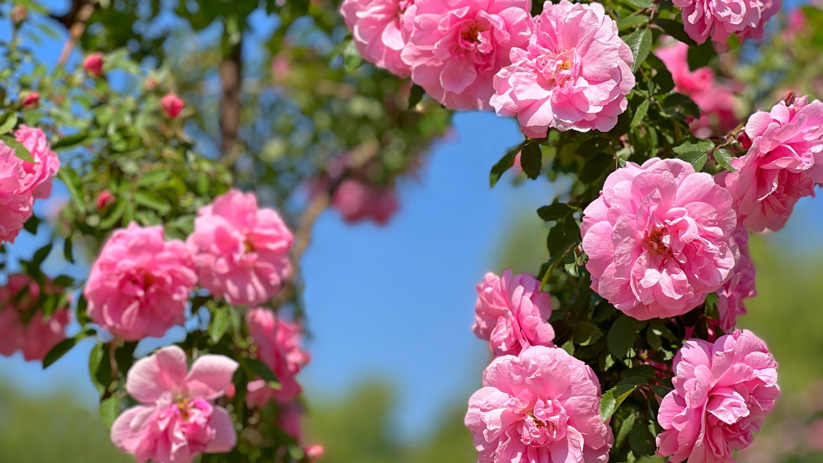 A close-up of delicate pink climbing roses and lush leaves, illuminated by the warm rays of sunlight. In the background, blurred foliage and more roses create a lush, verdant scene, adding depth to the composition.