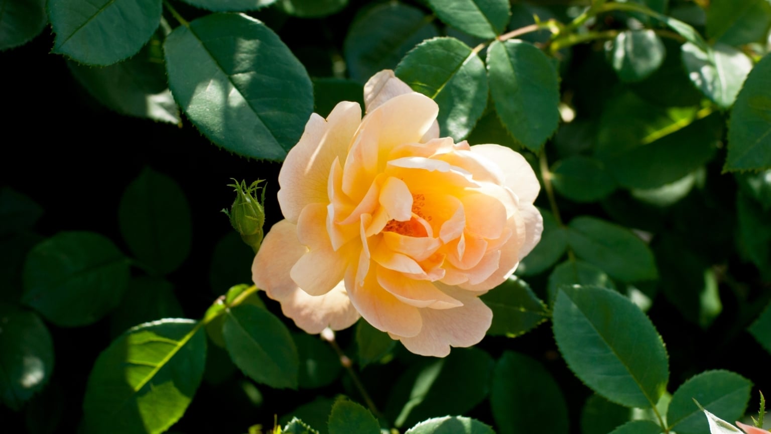 Sprawling Roses 15 Popular Peach and Apricot Roses