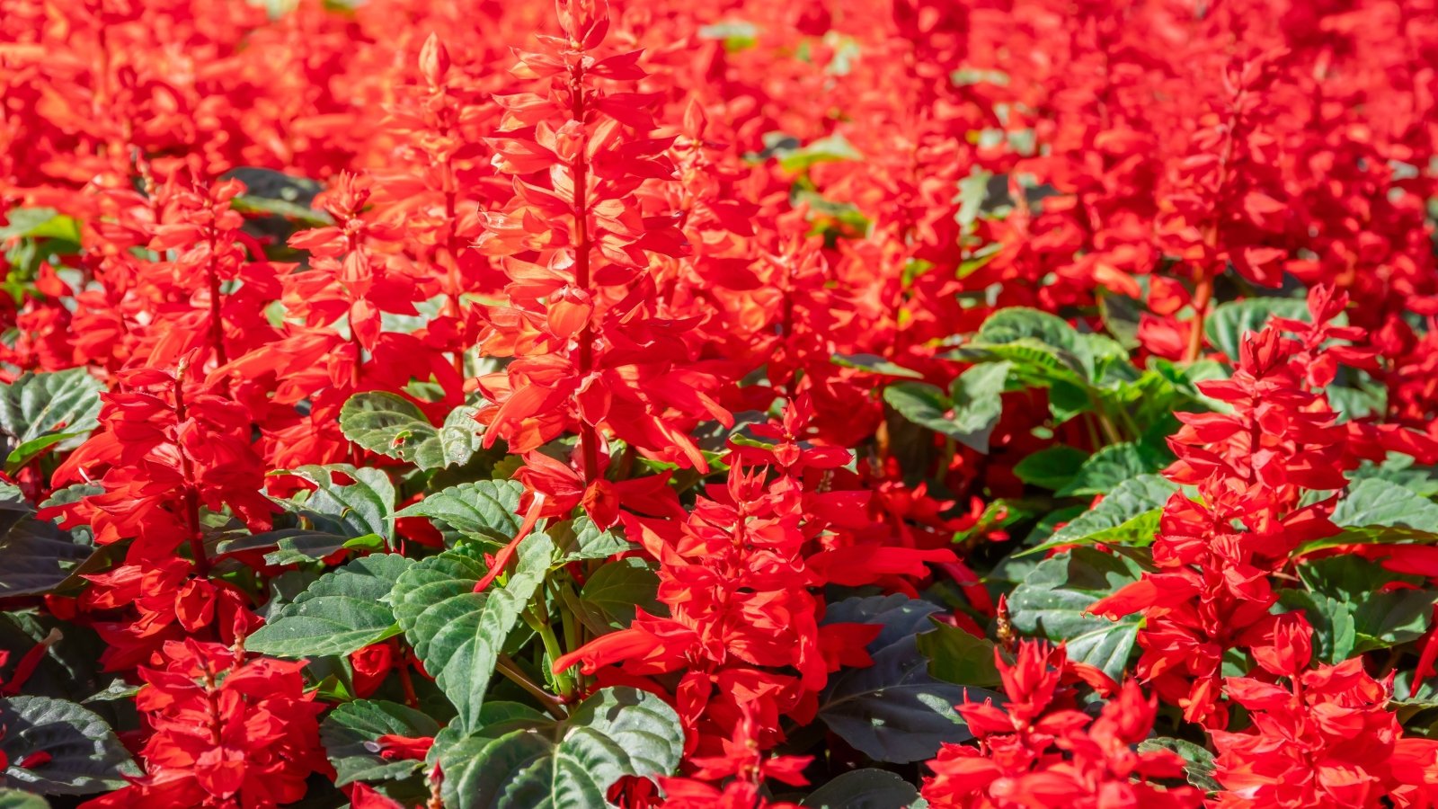 Close-up of blooming Salvia in a sunny garden. The leaves are heart-shaped, and gray-green in color, with a slightly fuzzy texture. Rising above the foliage on upright stems are dense spikes of tubular flowers in vibrant shades of red.