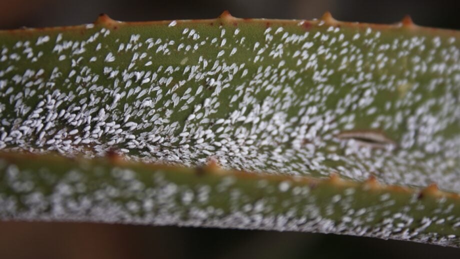 How to Plant, Grow, and Care for Aloe Brevifolia
