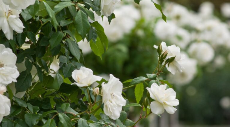 25 Best Tree Roses For Your Garden