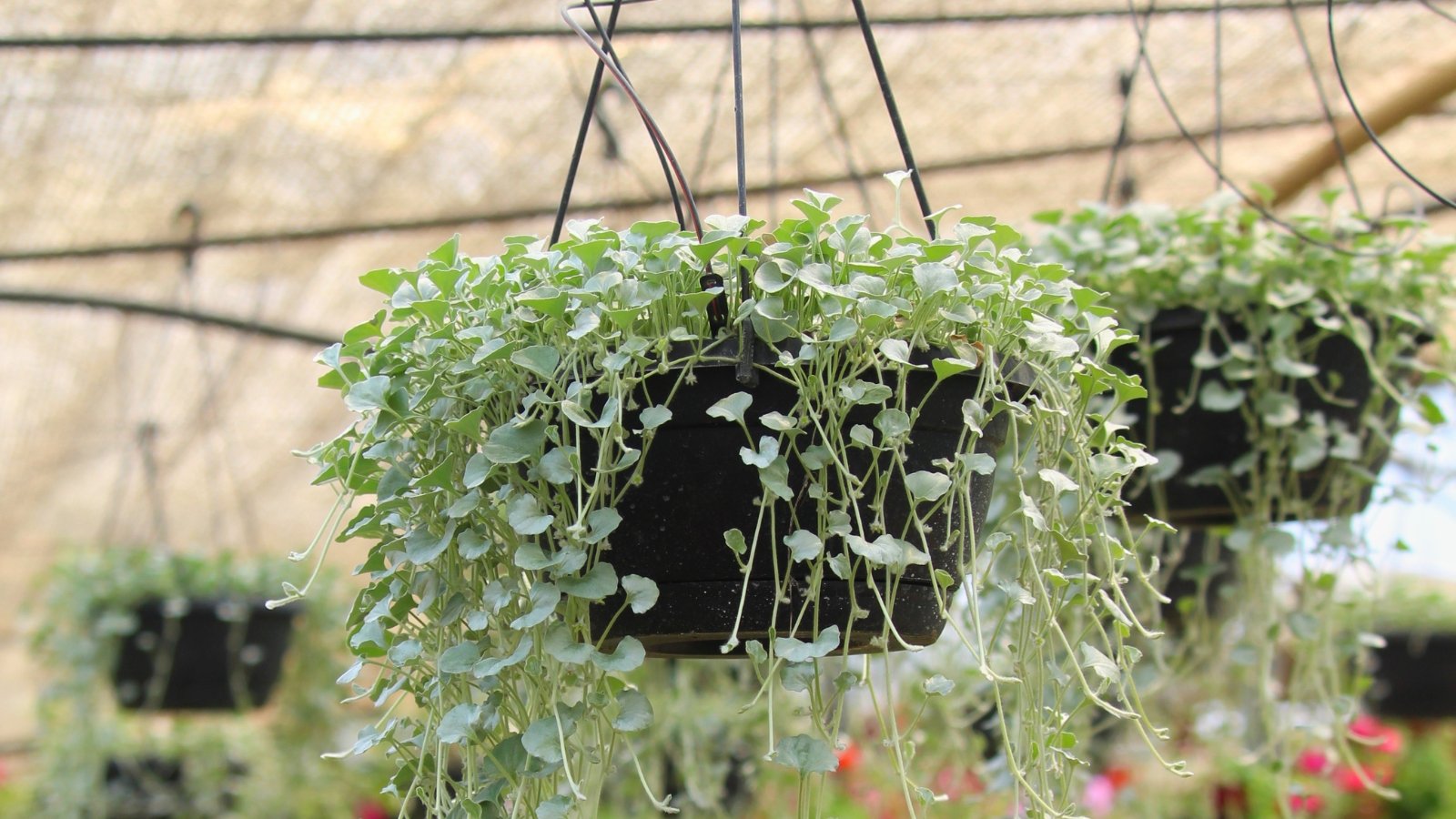 Two black hanging pots display lush 'Silver Falls' vines, cascading gracefully. In the background, additional hanging pots adorned with 'Silver Falls' create a blurred yet captivating scenery, adding depth to the arrangement.