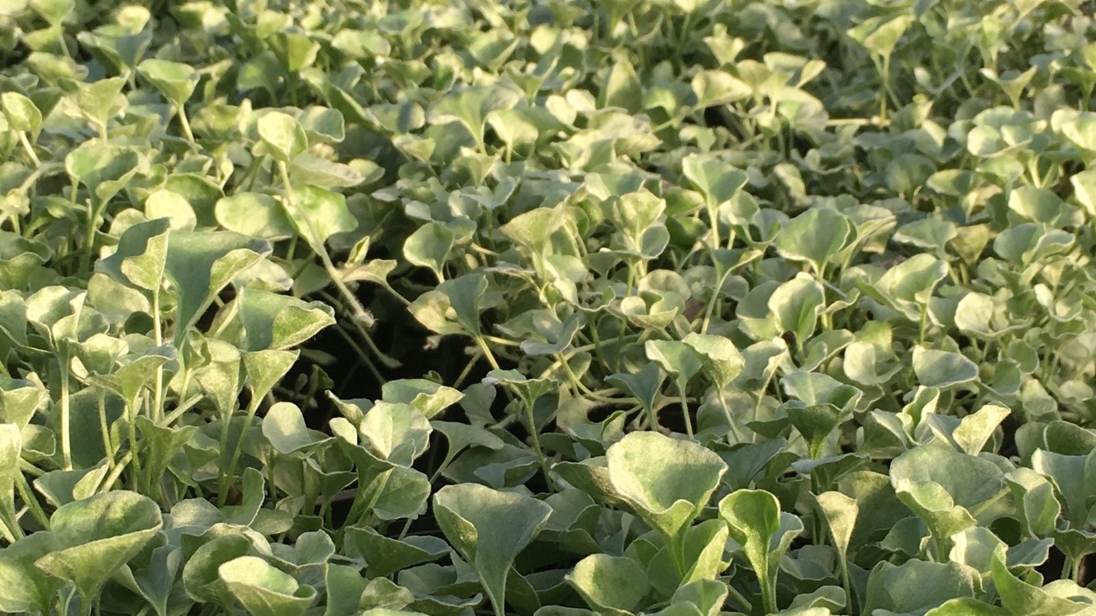A lush carpet of Silver Falls' vine sprawls across the earth. Its delicate tendrils and leaves soak in the warm sunlight, creating a tranquil haven for nature's quiet embrace.