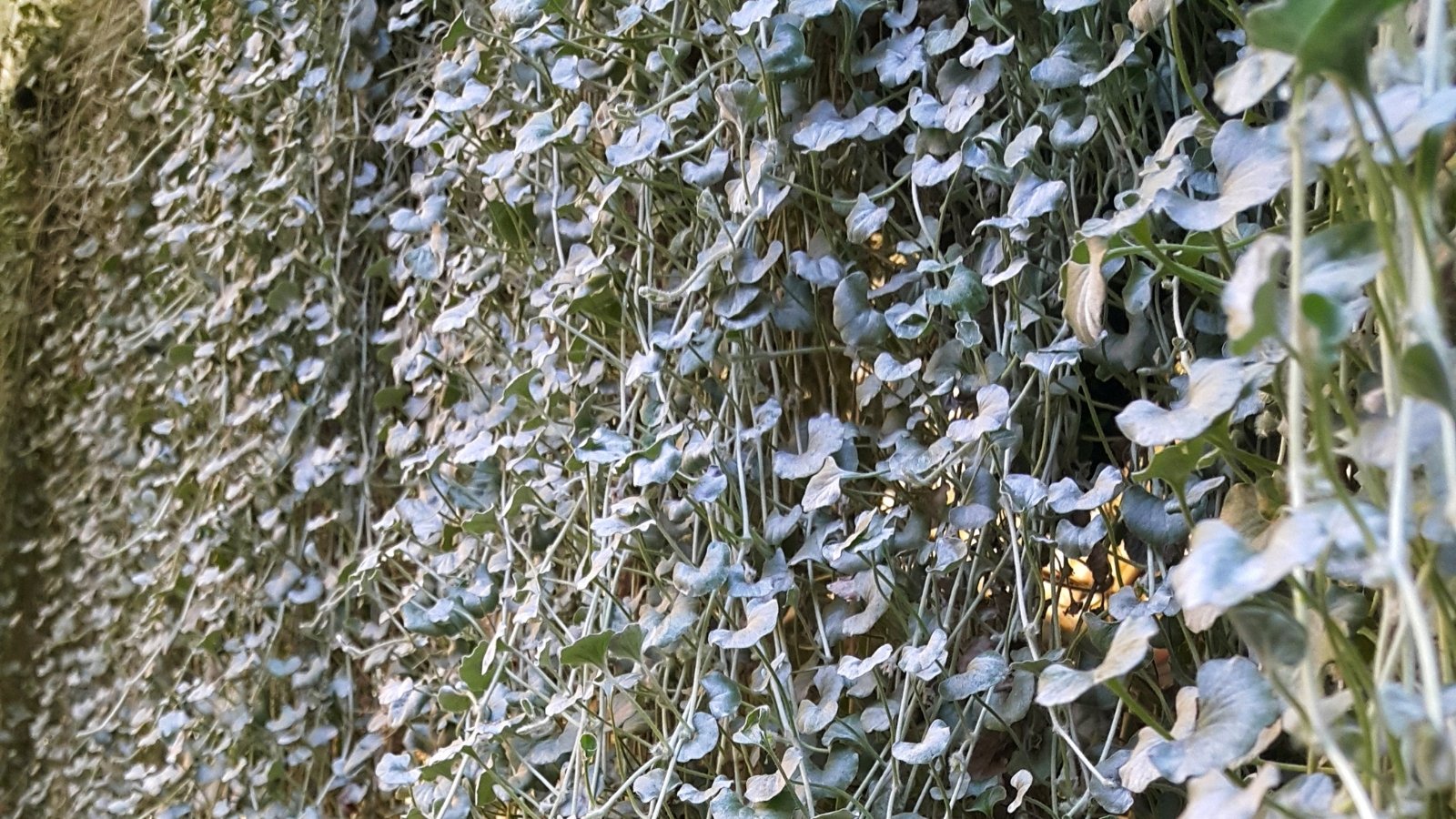 A 'Silver Falls' plant, its foliage lush and trailing gracefully, adds a touch of elegance to any space. Its slender and long stems cascade delicately, creating a beautiful visual effect and adding a sense of natural charm to the environment.