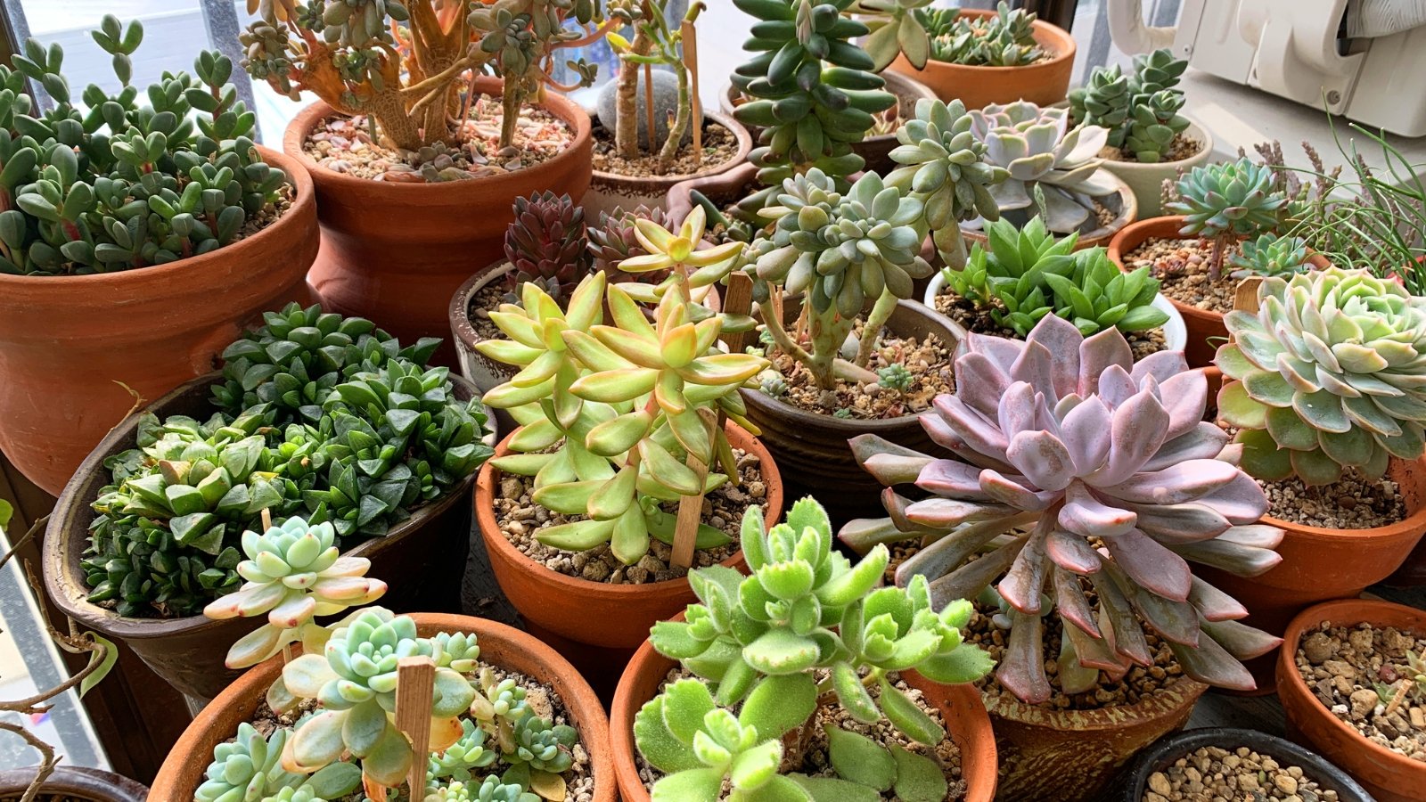 Table filled with ceramic planters willed with different types of dark green, light green, purple and yellow succulents.