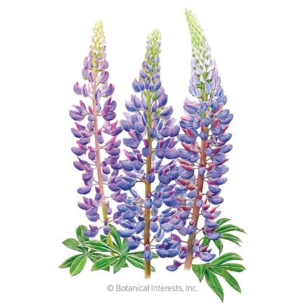 Sundial Lupine Bluebonnet Seeds