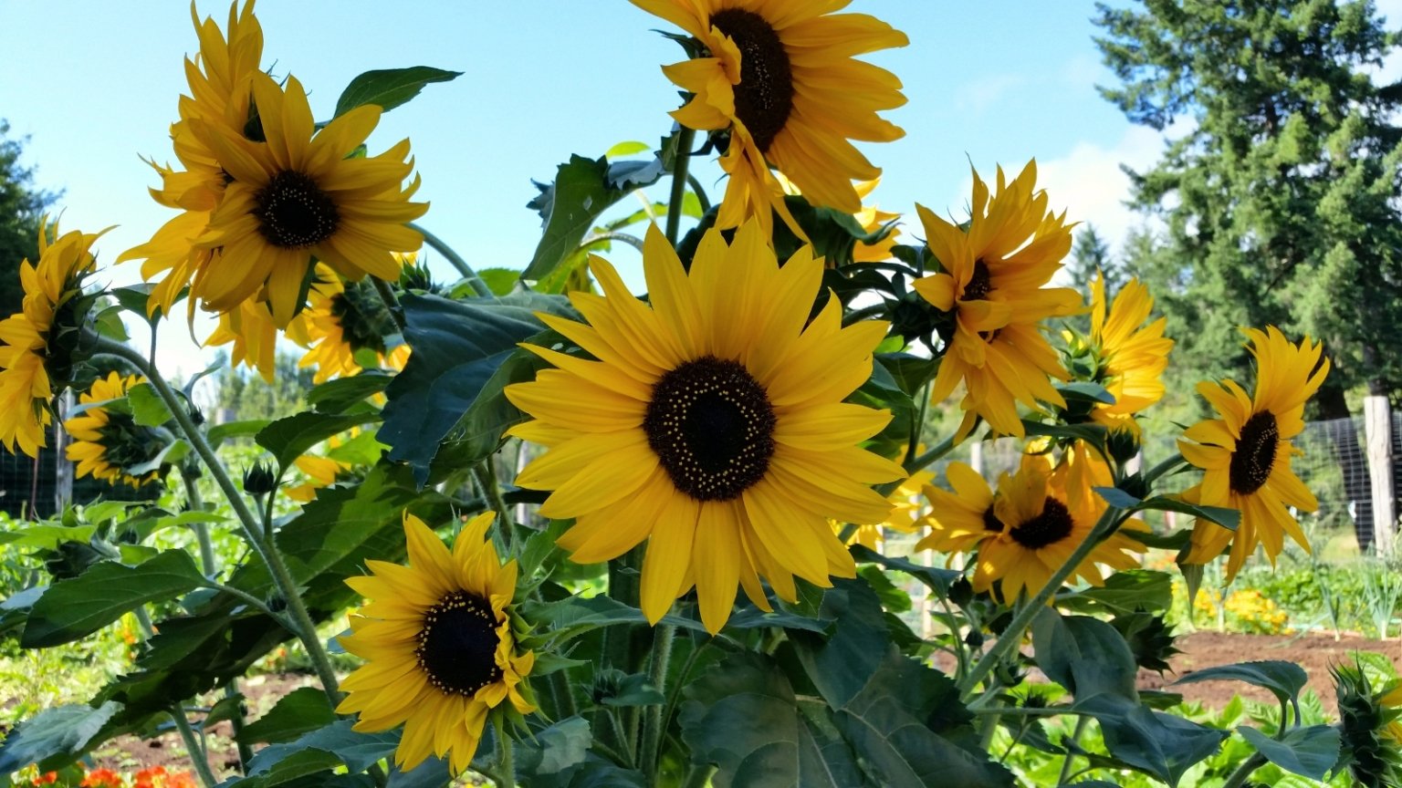 21 Vegetables and Flowers to Direct Sow in Raised Beds