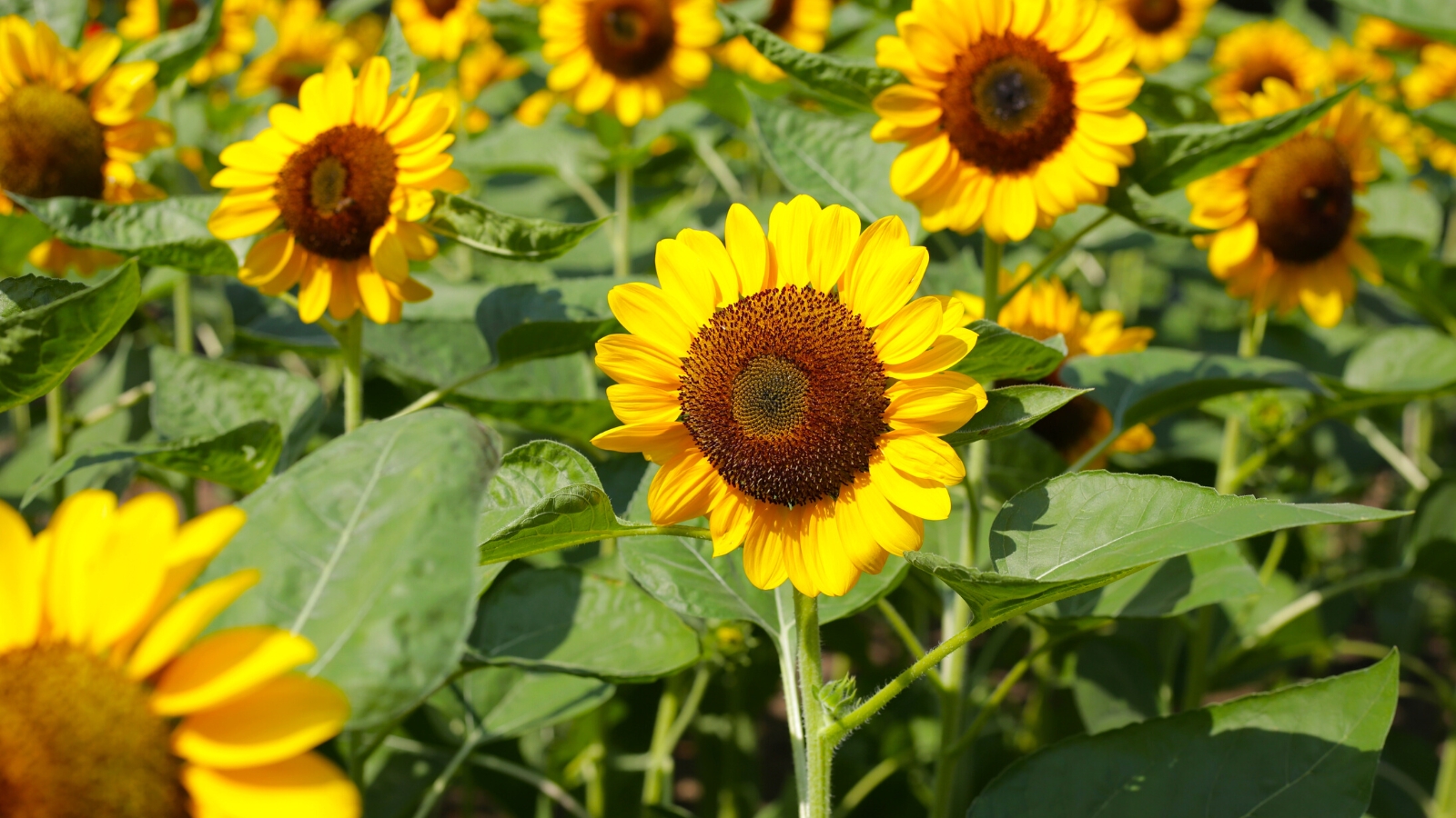 Close-up of blooming sunflowers in a sunny garden. The leaves are broad and heart-shaped, arranged alternately along sturdy, often branching stems. The blooms are large and showy, with vibrant yellow petals radiating from a dark central disk, resembling a miniature sun.