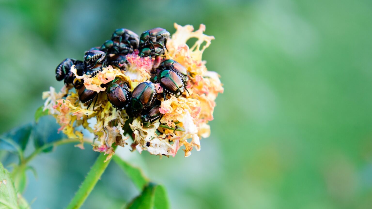 How to Identify and Control Japanese Beetles