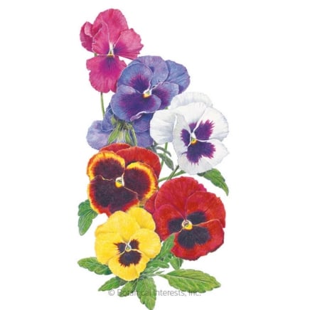 Swiss Giants Blend Pansy Seeds