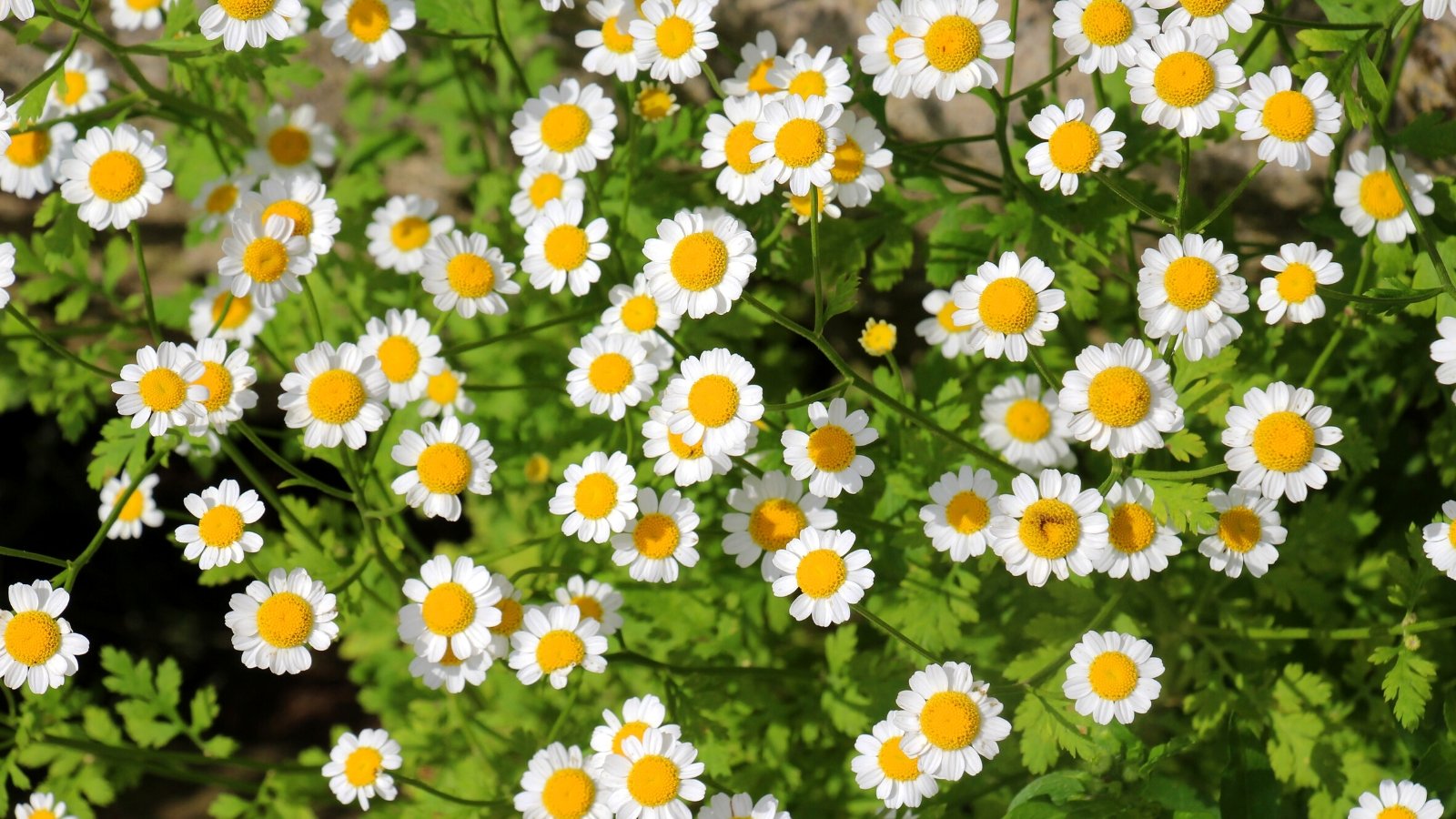 Close-up of blooming Tanacetum parthenium, commonly known as Feverfew, in a sunny garden. Feverfew is characterized by its bushy growth habit and delicate, fern-like foliage. Rising above the foliage on slender stems, the plant produces clusters of small, daisy-like flowers with white petals surrounding a central yellow disc.