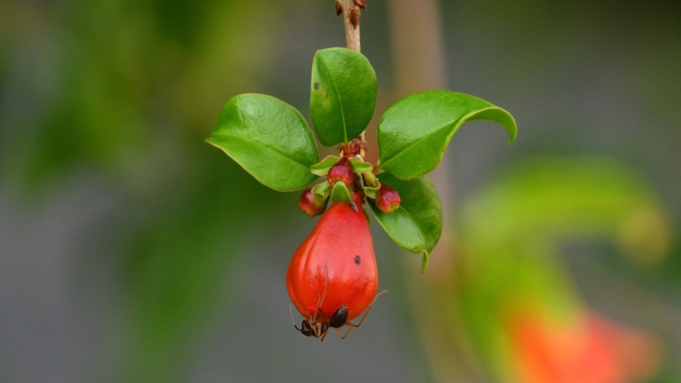 Pomegranate Angel Bell main image 1
