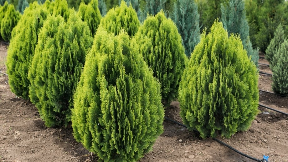19 Arborvitae Types for Home Landscapes