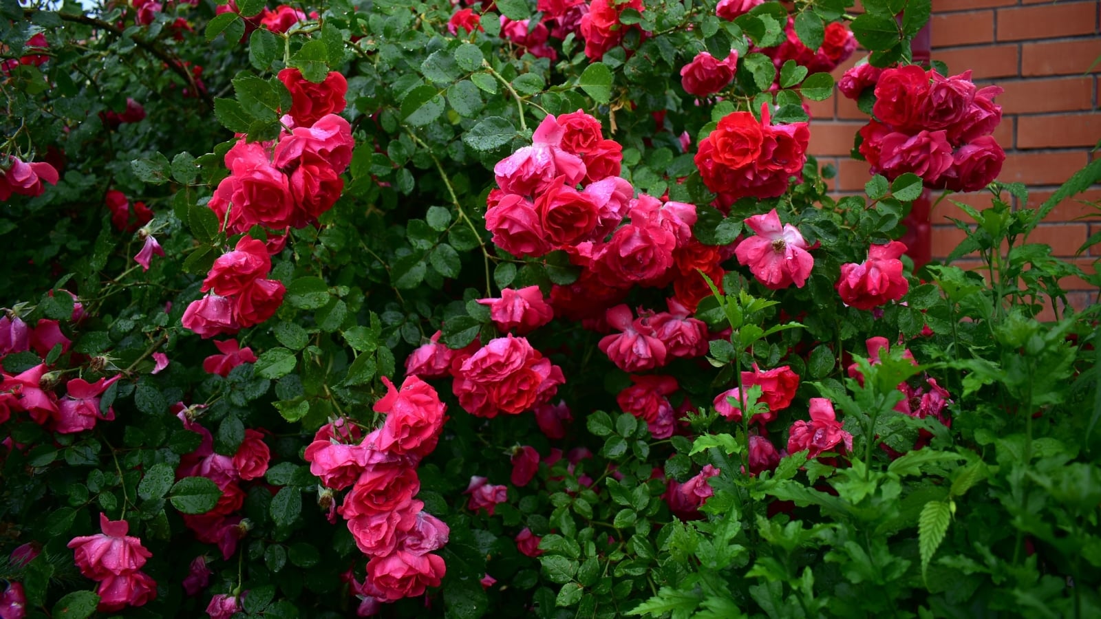 A vibrant climbing rose bush with delicate pink flowers blooms against a backdrop of textured brick. The soft petals contrast beautifully with the rough surface, creating a charming scene of nature nestled against urban architecture.