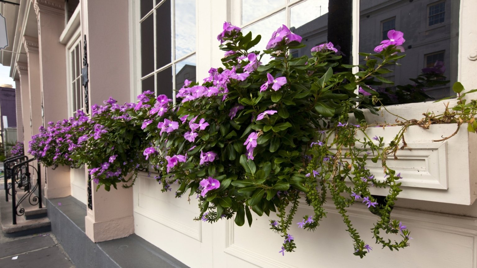 15 Stunning Window Box Flower Ideas