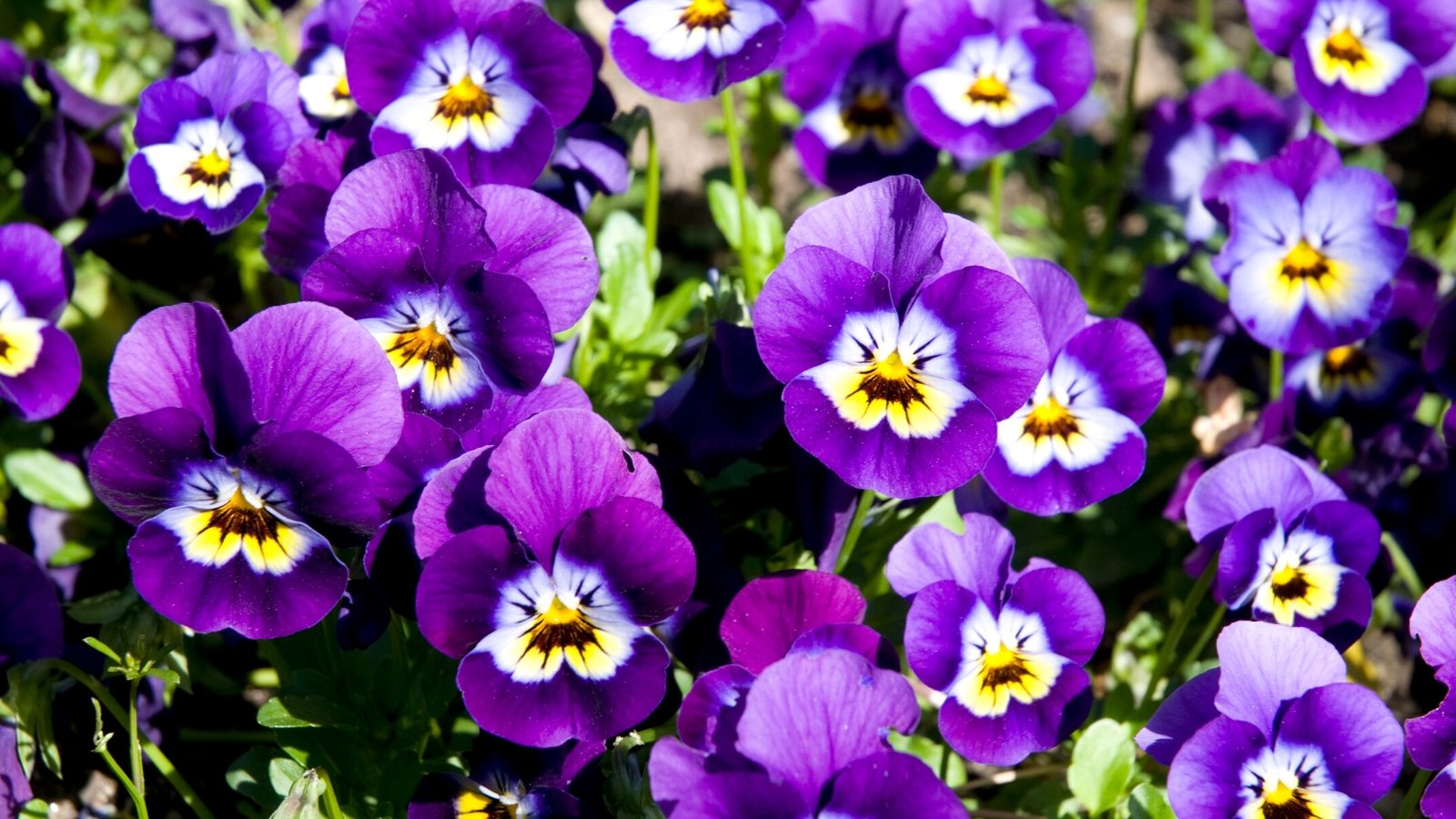 Close-up of blooming Viola plants in a sunny garden. Viola plants, commonly known as violets, are characterized by their low-growing, compact habit and charming, dainty flowers. The leaves of the Viola plant are rounded, with scalloped edges and a dark green color. Rising from the foliage on delicate stems, the flowers come in a magenta color with intricate veining and markings. The flowers have five petals, with two upper petals, two side petals, and a lower petal that forms a distinctive "beard" or "spur."